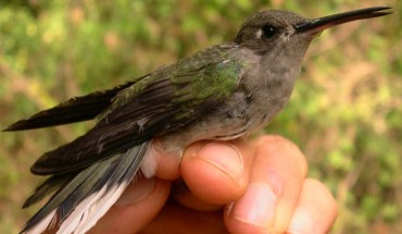 A young male of the dry-forest sabrewing (Campylopterus calcirupicola) captured in the Fazenda Corredor, municipality of Bocaiúva, Minas Gerais, Brazil. Image credit: Leonardo Esteves Lopes.