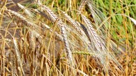 Triticum turgidum. Image credit: Stan Shebs / CC BY-SA 3.0.