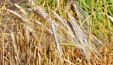 Triticum turgidum. Image credit: Stan Shebs / CC BY-SA 3.0.