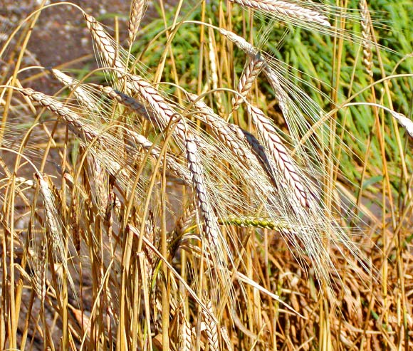 Triticum turgidum. Image credit: Stan Shebs / CC BY-SA 3.0.