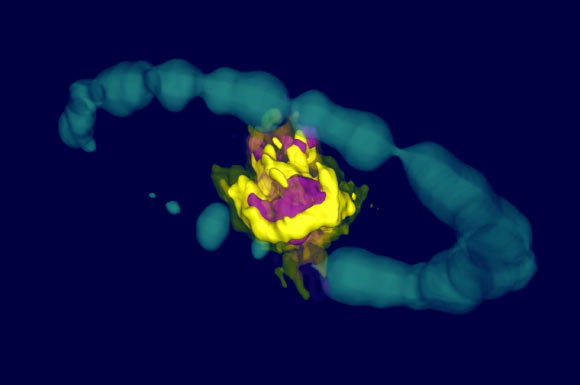 SNR 1987A as seen by ALMA. Purple area indicates emission from SiO molecules. Yellow area is emission from CO molecules. The blue ring is actual Hubble data (H-alpha) that has been artificially expanded into 3D. Image credit: ALMA / ESO / NAOJ / NRAO / R. Indebetouw.