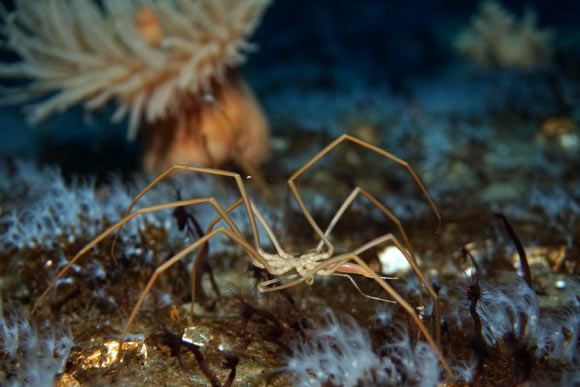 A sea spider on the sea floor. Image credit: Timothy R. Dwyer / PolarTREC 2016 / ARCUS.