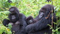 A family of mountain gorillas in Volcanoes National Park, Rwanda. Image credit: Tierra Smiley Evans, University of California, Davis.