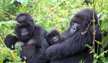 A family of mountain gorillas in Volcanoes National Park, Rwanda. Image credit: Tierra Smiley Evans, University of California, Davis.