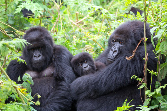 A family of mountain gorillas in Volcanoes National Park, Rwanda. Image credit: Tierra Smiley Evans, University of California, Davis.