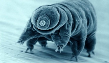 This scanning electron microscope image shows a tardigrade. Image credit: Diane Nelson, National Park Service, U.S. Department of the Interior.