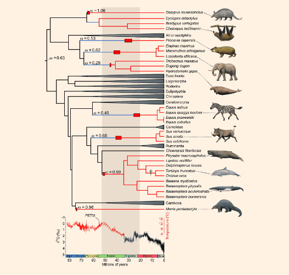 Ucp1 inactivation across a time-calibrated placental mammal phylogeny. Functional ucp1 branches are denoted in black, pseudogenic branches in red, and mixed branches (where ucp1 inactivation occurred) in blue. Clades possessing intact ucp1 loci are collapsed. Red boxes indicate ucp1 inactivation date ranges as determined by dN/dS analyses, while the dagger represents the complete deletion of this locus in the delphinid lineage. Pre-Oligocene temperatures are based upon a benthic foraminifera 18O isotope dataset assuming an ice-free ocean. Note that the majority of inactivations correspond to a period of intense global cooling (gray shading) following the Paleocene-Eocene Thermal Maximum (PETM). Within this window, ucp1 was inactivated earlier in the two aquatic species, consistent with the much higher thermal conductivity of water relative to air (24.1x higher at 25 degrees Celsius). As only remnants of ucp1 were identified from representative Pilosa (Bradypus, Choleopus, Cyclopes), that moreover did not share common inactivating mutations with Cingulata, we were unable to reliably date its inactivation in this clade. Image credit: Gaudry et al, doi: 10.1126/sciadv.1602878.