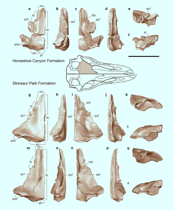 Comparison of 3D frontal models in dorsal, lateral, ventral, medial, anterior, and posterior, respectively, of Albertavenator curriei (top) and Troodon inequalis. Abbreviations: fc – frontal midline contact, lc - lacrimal contact with frontal, lcb - lacrimal buttress, lsc - laterosphenoid contact with frontal, nc - nasal contact with frontal, or - orbital rim, pc - parietal contact with frontal, pl - parietal lappet, poc - postorbital contact with frontal, scf - supraciliary foramen. Scale bar - 1 cm. Image credit: Evans et al, doi: 10.1139/cjes-2017-0034.