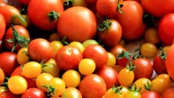 Daily tomato consumption appeared to cut the development of skin cancer tumors by half in the mouse study. Image credit: Hans Benn.