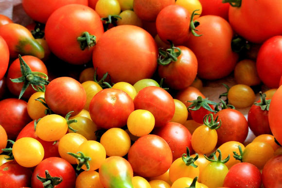 Daily tomato consumption appeared to cut the development of skin cancer tumors by half in the mouse study. Image credit: Hans Benn.