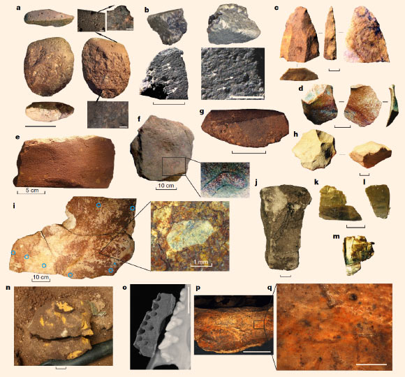 Artifacts from the 2012 and 2015 excavations at the Madjedbebe rockshelter. Scale bars are 1 cm unless indicated otherwise. (a) ground hatchet head. Scale bar - 5 cm. Top insets and micrographs show striations and grinding (left; scale bar - 2 mm) and edge rounding and polish from use (right; scale bar - 0.2 mm). Bottom micrograph and inset show polish (scale bar - 0.2 mm) from movement inside the haft. (b) edge-ground margin on flake. Scale bar - 5 mm. Bottom-right inset (scale bar - 2 mm) shows striations (arrows) from use and grinding. Top-left, the ground edge is shown viewed from the side. Top-right, the ground edge is shown viewed from the front. (c) invasively retouched silcrete point. (d) silcrete thinning flake. (e) sandstone grinding stone. (f) mortar, used to pound hard plant material and with possible outline motif in the bottom-right corner. (g) ground ochre ‘crayon.’ (h) faceted discoidal core. (i) conjoining ochre-covered slab; inset shows fragment of mica embedded in a thick coating of ochre, with blue circles at the < 8.5-mm-diameter pXRF sampling locations. (j) charcoal lines and dots on sandstone piece. (k-m) pieces of sheet mica found wrapped around a large, ground yellow ochre ‘crayon’ (n). (o-q) photographs of a maxillary fragment of a thylacine (Thylacinus cynocephalus), coated in red pigment. (o) archaeological specimen (left) is shown relative to a modern thylacine cast. (p) and (q) detail of ochred surface at 6.7x magnification (scale bar - 10 mm) and 45x magnification (scale bar - 1 mm), respectively. The probable age of the thylacine specimen is 2,700-3,900 years before present, as indicated by 14C ages. Image credit: Clarkson et al, doi: 10.1038/nature22968.