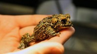 The Dixie Valley toad (Bufo williamsi). Image credit: Mike Wolterbeek, University of Nevada, Reno.