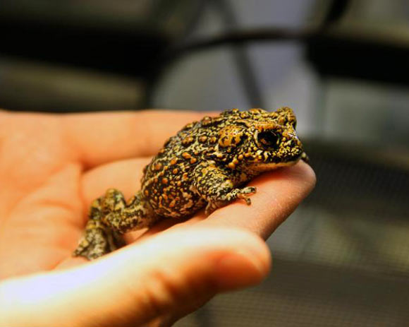 The Dixie Valley toad (Bufo williamsi). Image credit: Mike Wolterbeek, University of Nevada, Reno.