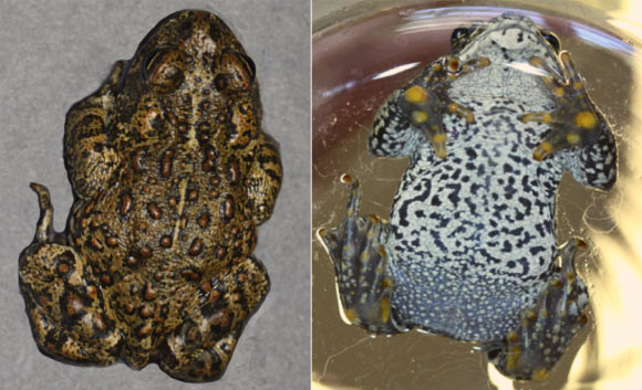 The Dixie Valley toad (Bufo williamsi). Image credit: Mike Wolterbeek, University of Nevada, Reno.