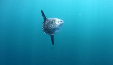 The Hoodwinker Sunfish (Mola tecta) in Reserva Marina Isla Chanaral, Chile, 2015. Image credit: Cesar Villarroel, https://vimeo.com/129499857.