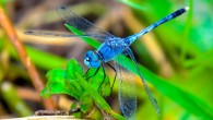 Wiederman et al have shown how a dragonfly’s brain anticipates the movement of its prey. Image credit: Komkrich Srigoson.