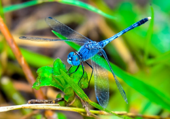 Wiederman et al have shown how a dragonfly’s brain anticipates the movement of its prey. Image credit: Komkrich Srigoson.