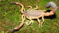 A known species of club-tailed scorpion from Brazil. Image credit: Humberto Yamaguti.
