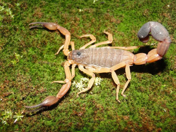 A known species of club-tailed scorpion from Brazil. Image credit: Humberto Yamaguti.