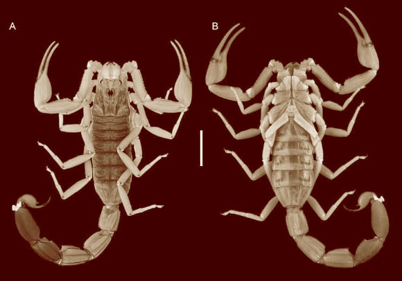 Ischnotelson peruassu, dorsal (A) and ventral (B) aspects. Scale bar - 10 mm. Image credit: Esposito et al.