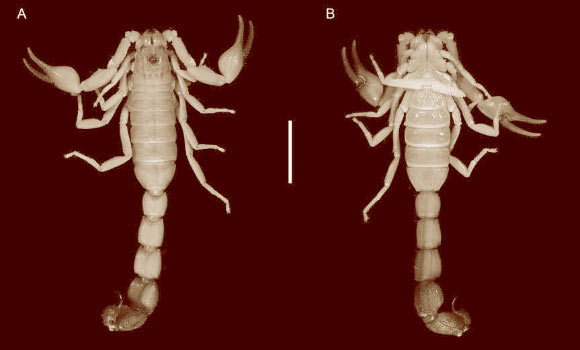 Rhopalurus ochoai, dorsal (A) and ventral (B) aspects. Scale bar - 10 mm. Image credit: Esposito et al.