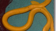 Although predominantly yellow, the yellow sea snake (Hydrophis platurus xanthos) often possesses black spots along the back. Image credit: Brooke L. Bessesen.