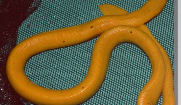 Although predominantly yellow, the yellow sea snake (Hydrophis platurus xanthos) often possesses black spots along the back. Image credit: Brooke L. Bessesen.