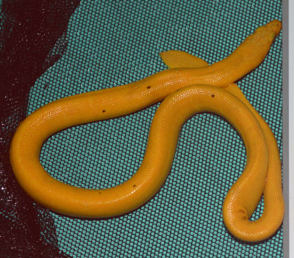 Although predominantly yellow, the yellow sea snake (Hydrophis platurus xanthos) often possesses black spots along the back. Image credit: Brooke L. Bessesen.