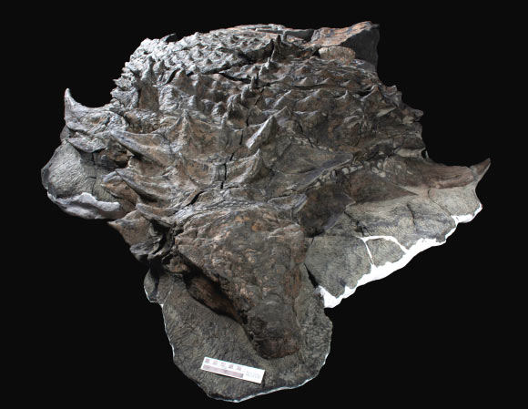 Borealopelta markmitchelli. Image credit: Royal Tyrrell Museum.