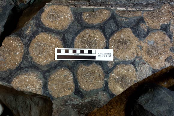 The skin and osteoderms from Borealopelta markmitchelli. The dark skin impressions are remains of reddish brown melanin. Image credit: Royal Tyrrell Museum.