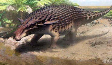 A reconstruction of Borealopelta markmitchelli indicating the stressful life it must have lived with the constant chance of being eaten. Image credit: Robert Nicholls.
