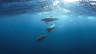Dolphins.