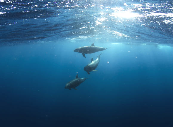 Dolphins.