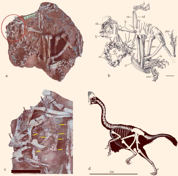 Corythoraptor jacobsi: (a) photograph; (b) outline drawings; (c) close up of the skull and lower jaw, showing the pneumatic cassowary-like crest; (d) skeletal reconstruction (missing parts are in grey). Abbreviations: aof - antorbital fenestra, cav - caudal vertebrae, cr - cervical ribs, cv - cervical vertebrae, dv - dorsal vertebrae, fe – femur, fi – fibula, h – humerus, il – ilium, is – ischium, l – lacrimal, lj - lower jaw, ltf - lower temporal fenestra, m – maxilla, n – nasal, nar - narial opening, o – orbit, oc - occipital condyle, p – parietal, pm – premaxilla, po – postorbital, ps – pes, psc - pneumatic skull crest, pu – pubis, q – quadrate, ra – radius, sk – skull, sq – squamosal, stf - super temporal fenestra, ti – tibia, ul - ulna. Scale bar - 8 cm in (c) and 100 cm in (d). Image credit: Junchang et al, doi: 10.1038/s41598-017-05016-6.