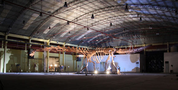 Skeletal reconstruction of Patagotitan mayorum. Image credit: Museo Egidio Feruglio.