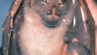 The happy tube-nosed fruit bat (Nyctimene wrightae): female with young pup attached, showing characteristic long ears with thickened edge and short, brown hair. Image credit: Debra Wright.