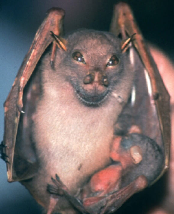 The happy tube-nosed fruit bat (Nyctimene wrightae): female with young pup attached, showing characteristic long ears with thickened edge and short, brown hair. Image credit: Debra Wright.