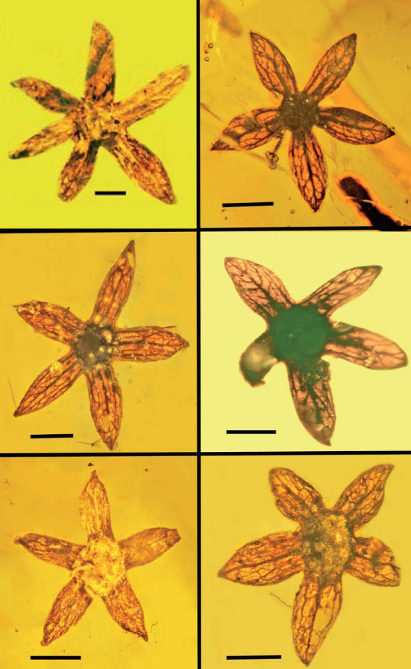 Tropidogyne pentaptera, paratypes. Scale bars ~1 mm. Image credit: George O. Poinar, Jr. / Kenton L. Chambers.