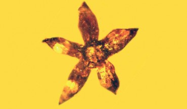 Tropidogyne pentaptera, holotype. Scale bars -1 mm. Image credit: George O. Poinar, Jr. / Kenton L. Chambers.