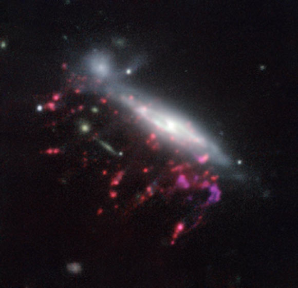 This image of the ‘jellyfish’ galaxy JO204 shows clearly how material is streaming out of the galaxy in long tendrils to the lower-left; red shows the glow from ionized hydrogen gas and the whiter regions are where most of the stars in the galaxy are located; some more distant galaxies are also visible. Image credit: ESO / GASP Collaboration.
