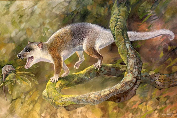 An artist’s reconstruction of Anatoliadelphys maasae. Image credit: Peter Schouten.