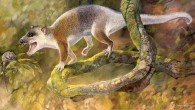 An artist’s reconstruction of Anatoliadelphys maasae. Image credit: Peter Schouten.