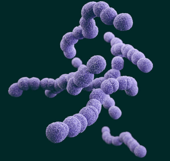 This illustration depicts a 3D computer-generated image of a group of clindamycin-resistant GBS bacteria, which were arranged in chains. The artistic recreation was based upon scanning electron microscopic (SEM) imagery. If you look carefully, you’ll be able to see a number of these organisms undergoing the process of cell division along the long axis of their respective chains. Image credit: James Archer / CDC.