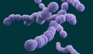 This illustration depicts a 3D computer-generated image of a group of clindamycin-resistant GBS bacteria, which were arranged in chains. The artistic recreation was based upon scanning electron microscopic (SEM) imagery. If you look carefully, you’ll be able to see a number of these organisms undergoing the process of cell division along the long axis of their respective chains. Image credit: James Archer / CDC.