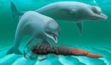 A rendering of Inermorostrum xenops. Image credit: Robert Boessenecker.