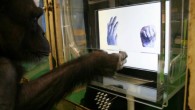 Chimpanzee Ai carrying out a task on the touch screen. Image credit: Kyoto University.