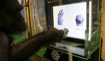 Chimpanzee Ai carrying out a task on the touch screen. Image credit: Kyoto University.