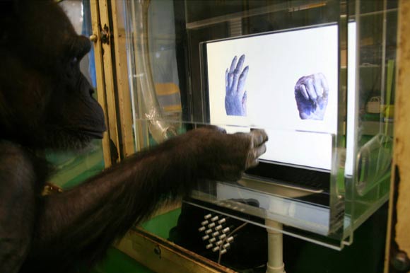 Chimpanzee Ai carrying out a task on the touch screen. Image credit: Kyoto University.