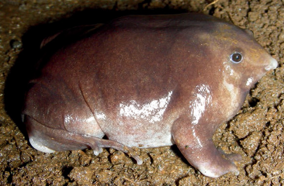 The Bhupathy’s purple frog (Nasikabatrachus bhupathi). Image credit: S. Jegath Janani et al.