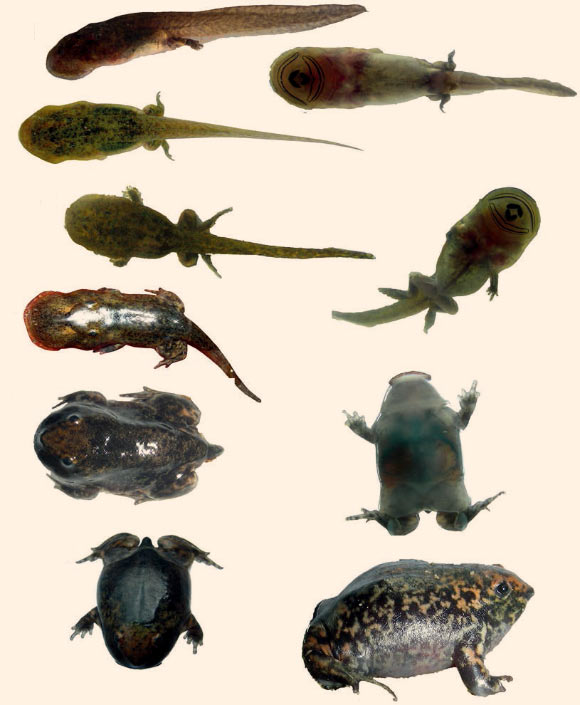 External morphology of tadpoles of the Bhupathy’s purple frog (Nasikabatrachus bhupathi). Image credit: S. Jegath Janani et al.